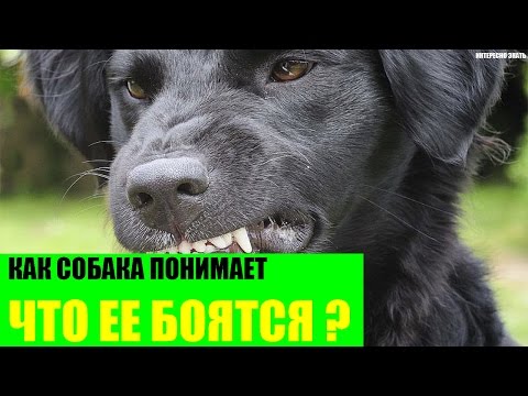 Как собака понимает что ее боятся?