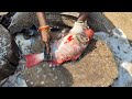 Beautiful Red Snapper Fish Cutting Skills | India Fish Market | CT 360*