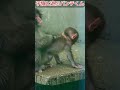 【爆笑】ワンオペ育児を任された結果。🐒子猿と遊びながら兄貴の威厳を見せるパンチくんの表情🤣 #パンチくん#shorts #monkey #市川市動植物園 #zoo #cute