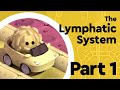 What is the Lymphatic System? (Part 1: Anatomy and Physiology)