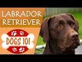 Dogs 101 - LABRADOR RETRIEVER - Top Dog Facts About LAB Breeds の動画、YouTube動画。