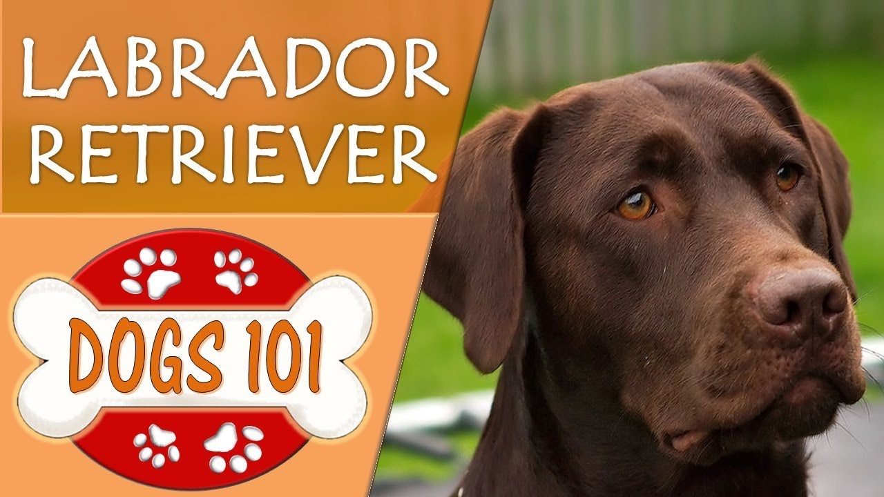 Dogs 101 - LABRADOR RETRIEVER - Top Dog 