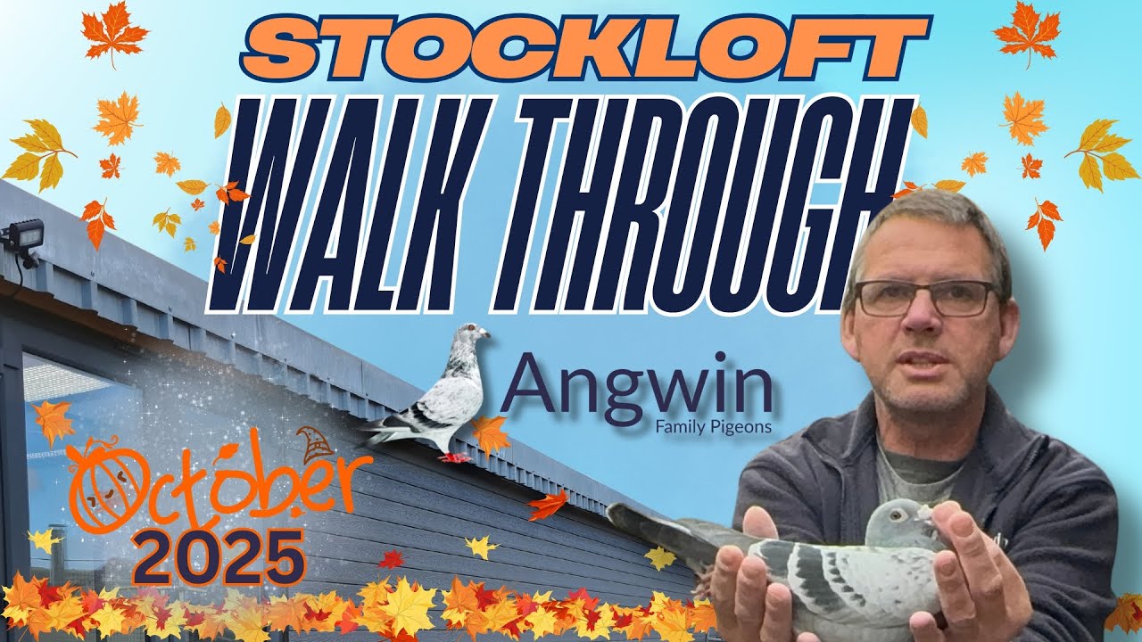 @AngwinFamilyPigeons Октябрь 2025: осмотр склада
