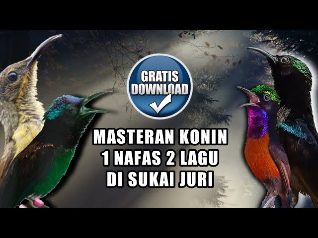 MASTERAN KONIN FULL ISIAN ROLL TEMBAK 1 NAFAS 2 LAGU DARI SUARA KONIN ASLI CEPAT MASUK & TERAPI AIR class=