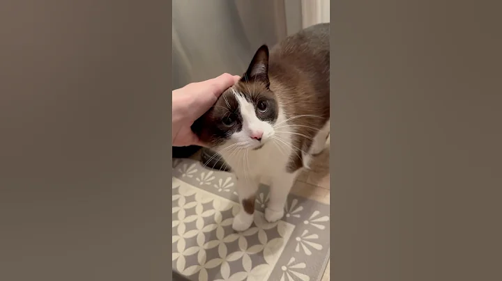 Watch the video about My sweet babies #cats #snowshoe #cute #shorts