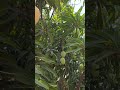 Mango 🥭