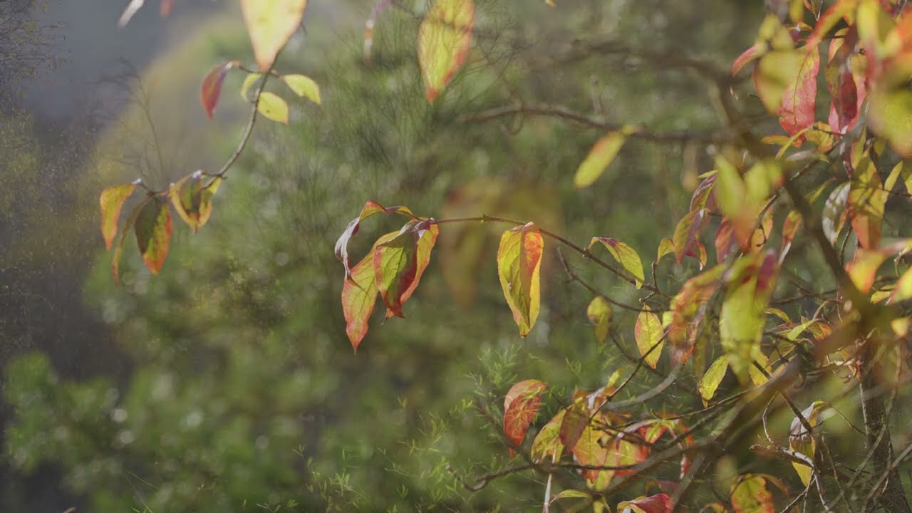 ASTAF MESHESI.#nature#пейзаж#горы#лес#небо#mountains#landscape#sunset#sunrise#forest#river#lakeview
