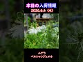 【2026.6.4】ニゲラ ペルシャンジュエル【入荷情報切り抜き】 #ガーデニング #園芸 #花のある暮らし