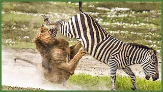 8 Painful Moments Injured Lion Fights Zebra, Fails Before The Ferocious Prey
