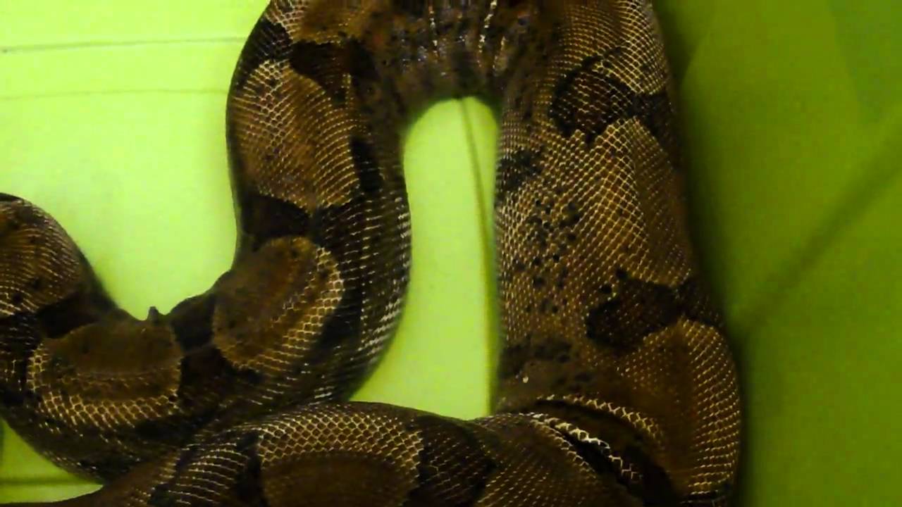 salmon fish Quick Visit With Farrah Part 1 Of 2