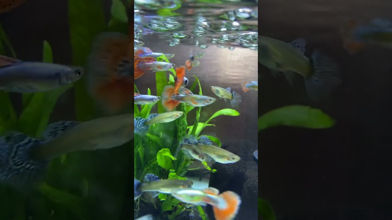 Koi fish, koki fish, ornamental fish, freshwater fish, sea animals, lobster, shark