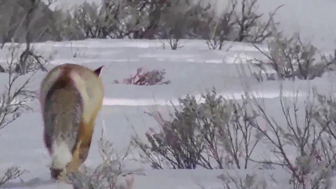 ultra marathon Beautiful Fox in Yellowstone