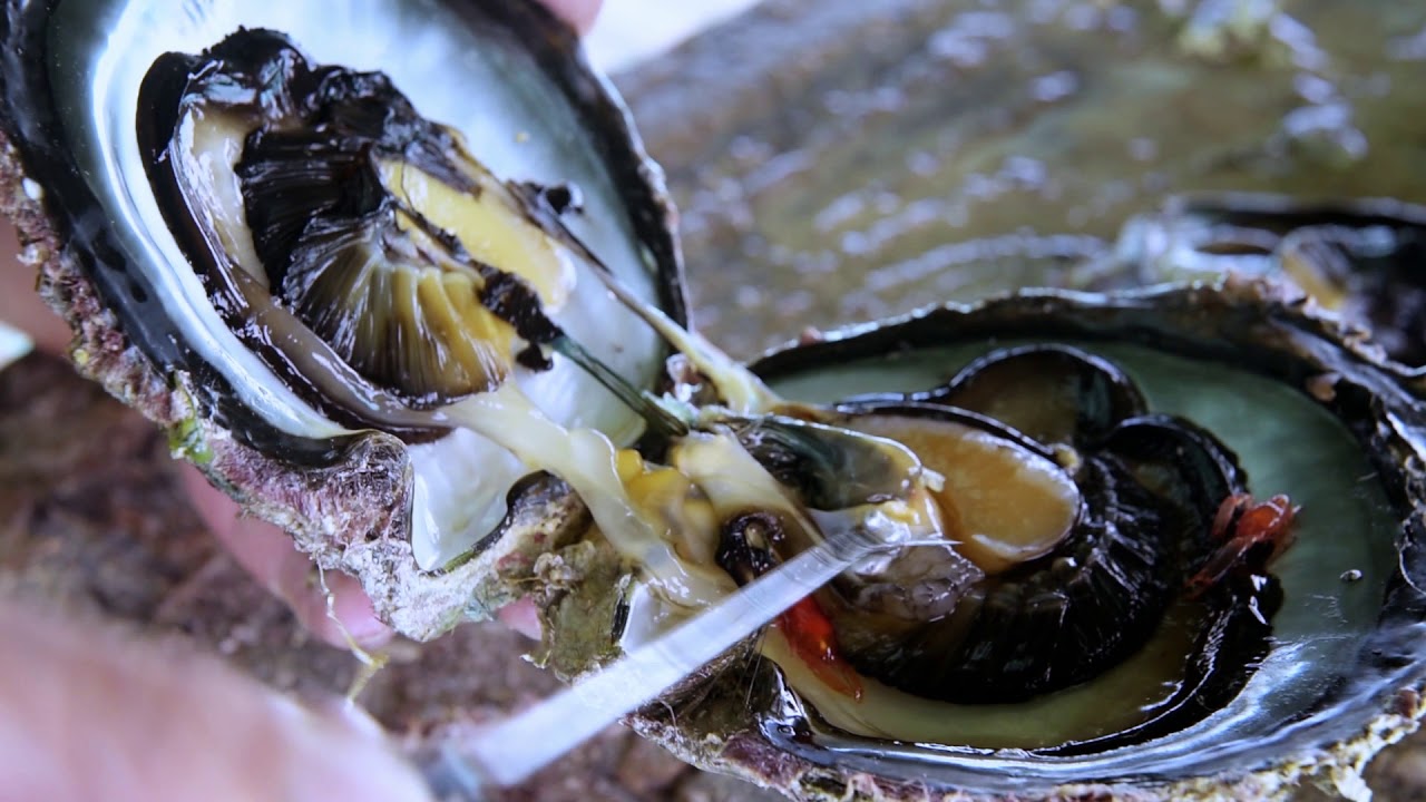 Black Pearls In Oysters