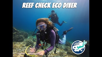 Reef Check Eco Diver Course - Marine Conservation in Koh Tao