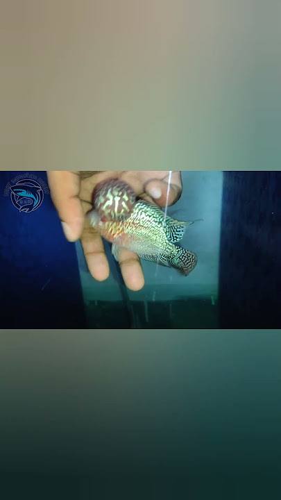 Monster kok Flowerhorn #flowerhorn #exoticaquariumfish #aquarium #fishaquarium #aquariumfishmarket