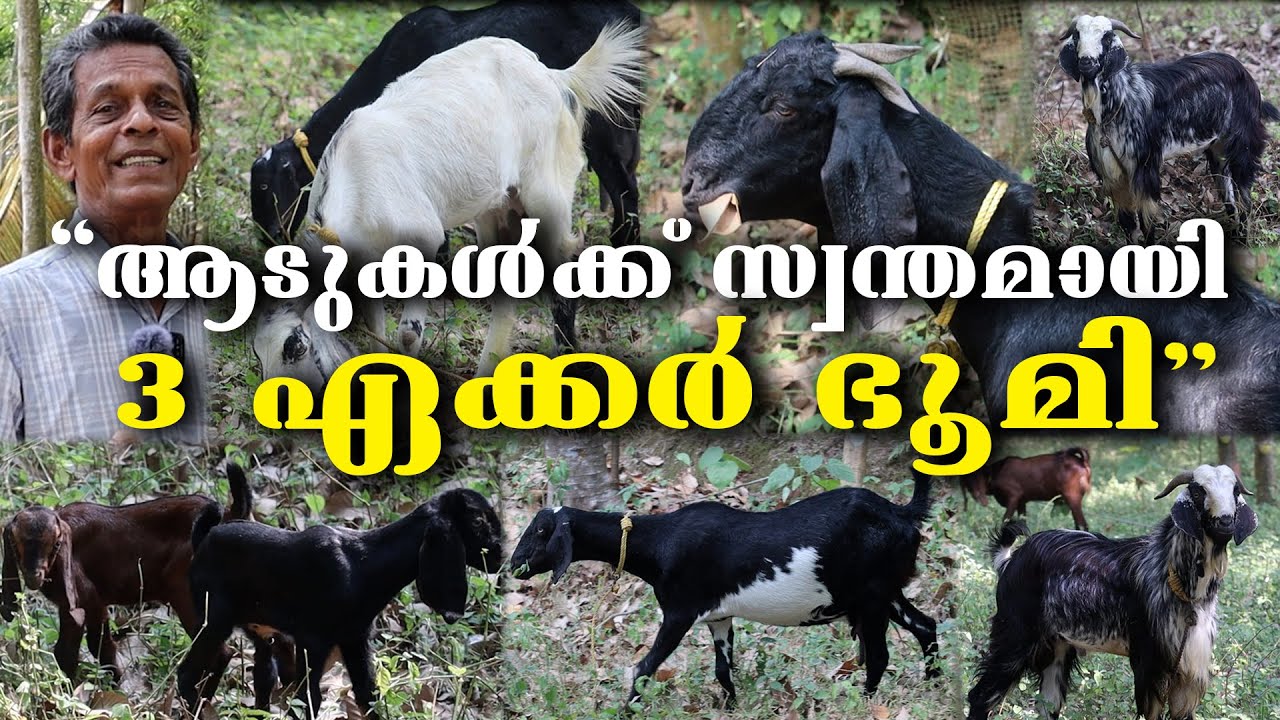 ആടിനെ അഴിച്ചു  വിട്ട് തീറ്റാൻ 3 ഏക്കർ സ്ഥലം || മാതൃക കർഷകൻ || മലബാറി  ആടുകൾ || ആട് വളർത്തൽ || AADU