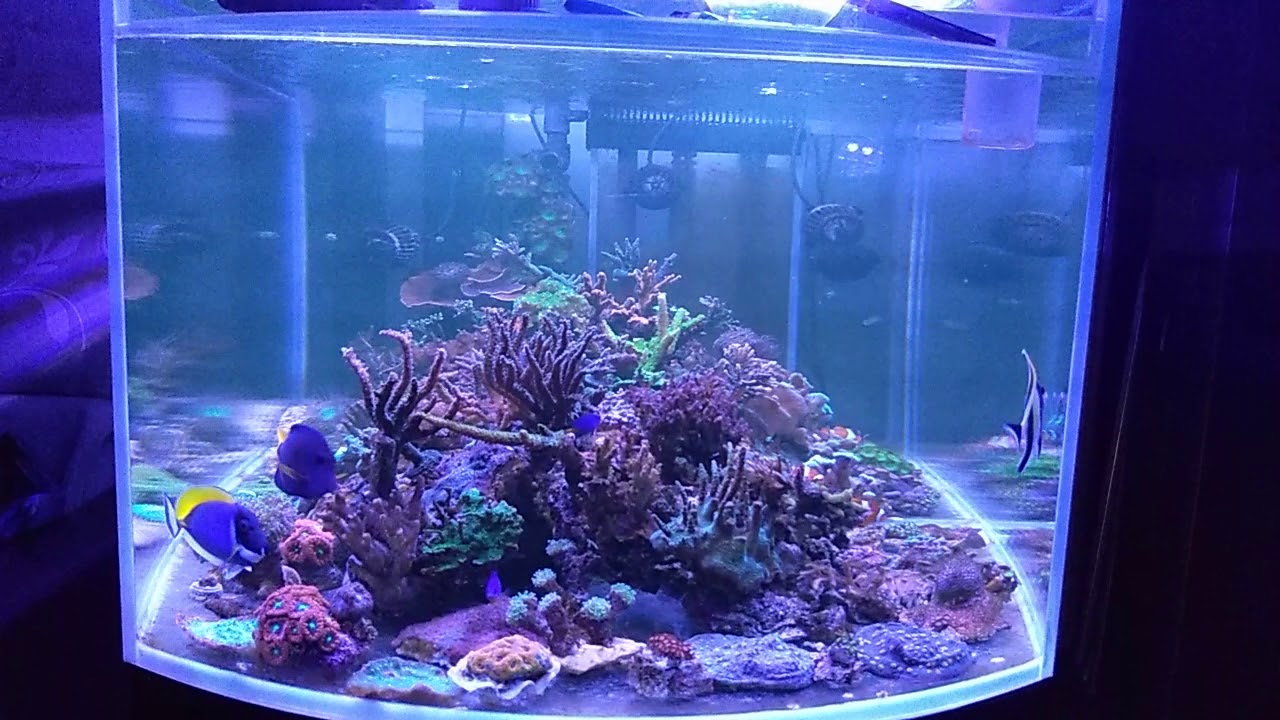 Занкл в торпеде