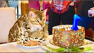 Bengal Cat First Birthday Party!