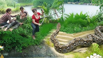 HARVEST 1000+ Ducks - Giant Python vs Komodo Dragon Invasion At The Farm . Shocking Save