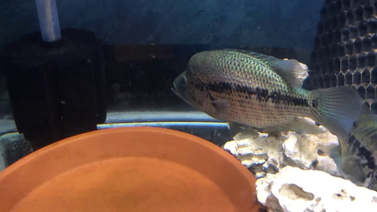 camera iphone 8 plus apk CR Dovii pair