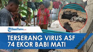 🔴NEWS UPDATE: Terserang Virus ASF 74 Ekor Babi di Sikka Mati Mendadak, Desa Nita Terbanyak