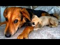 My Dog Adopted a Rescue Puppy with Rare Disease