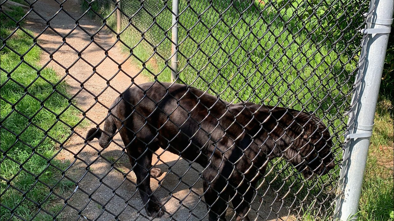 Is Magnetic Hill Zoo Open Is Magnetic Hill Zoo Open