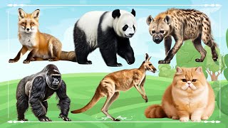 Cute Little Farm Animal Sounds: Fox, Panda, Hyena, Gorilla, Kangaroo & Cat  Animals Paradise