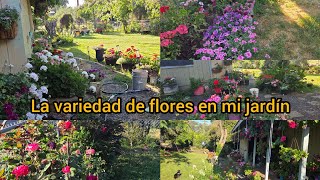 Las diferentes variedad de floración en el jardín de oralia plantas