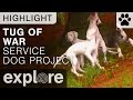 Puppies Play Tug Of War With a Tree - Service Dog Project - Live Cam Highlight