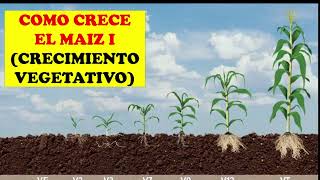 CULTIVO DE MAIZ 7 ETAPAS DE CRECIMIENTO VEGETATIVO CULTIVO EXITOSO AGRONOMIA