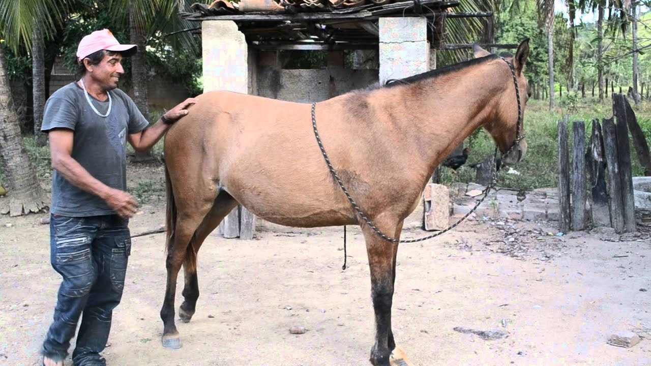 Egua treinada - YouTube