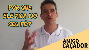 O que pode ser feito para acabar com a caça?