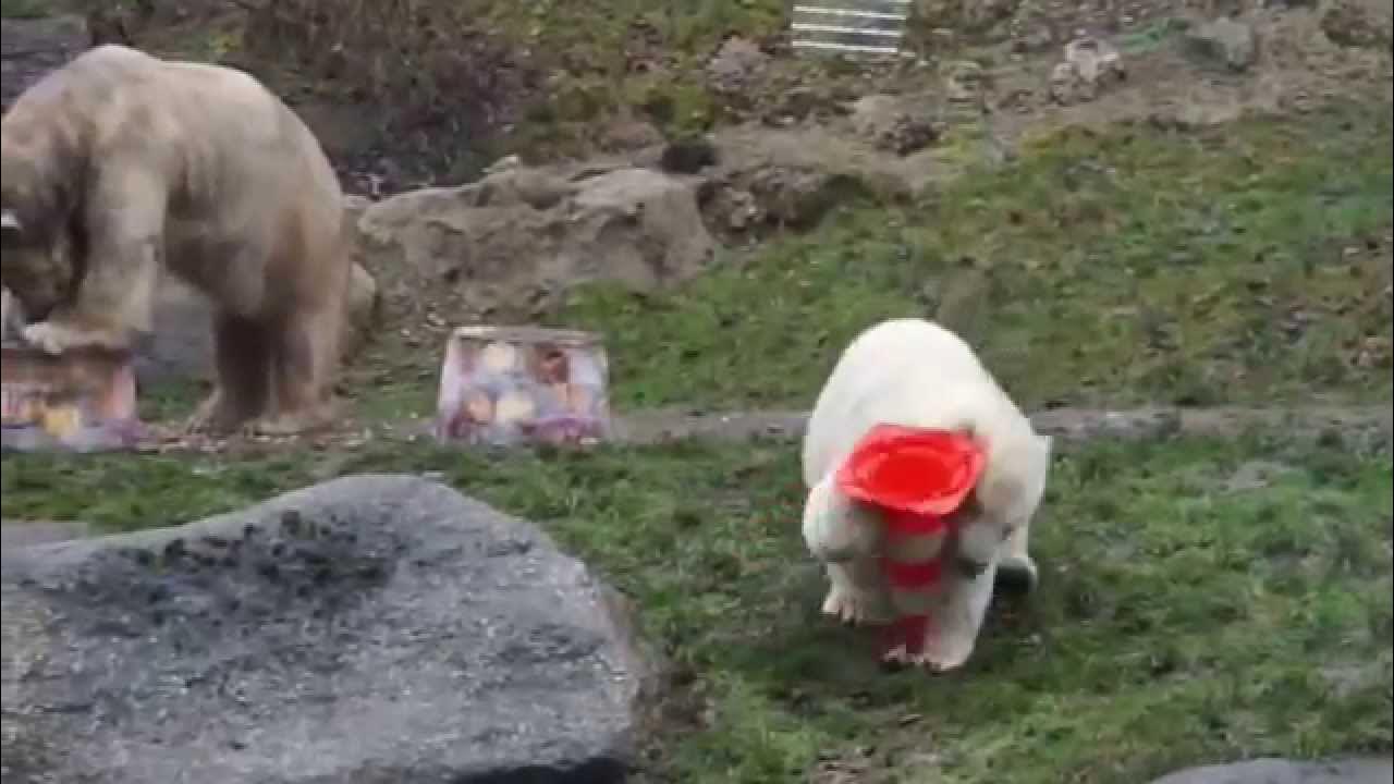Lustige EisbärenKindergeburtstagsparty Tierpark Hellabrunn München