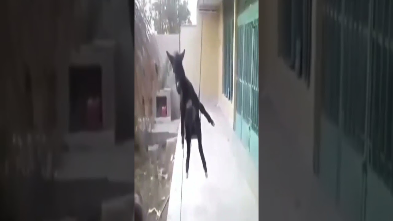 Is this Gen-z humor? 