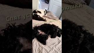 Спят Усталые Зверюшки