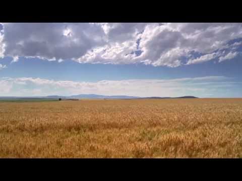 Amber Waves Of Grain