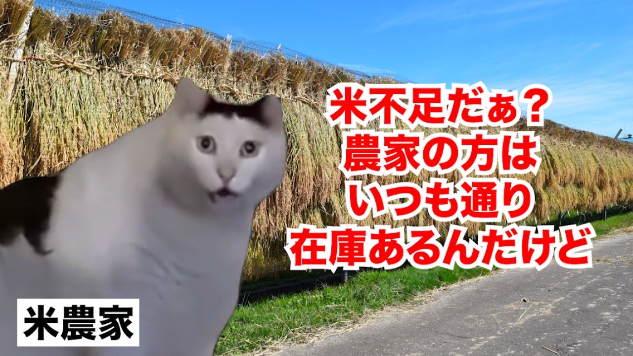 【令和の米騒動】在庫があるのに米不足！？法改正により浮き彫りになった日本の食料問題 #猫マニ #猫ミーム