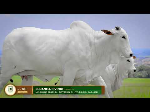 LOTE 06   NDF 373