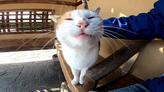 ベンチに三毛猫が座っていたので隣に座ってナデナデしていたら他の猫も寄ってきた