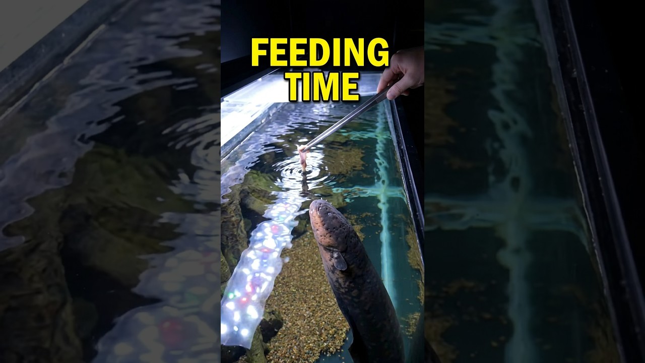 Secrets to keeping an electric eel as a pet