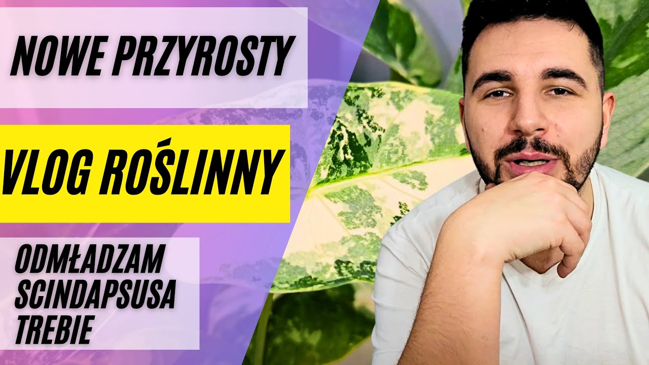 Roślinny VLOG 🌿 Aktualizacje / Przegląd / Odmładzam Scindapsusa Trebie 🌿
