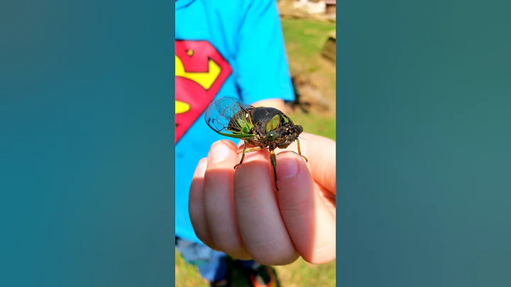 Awesome Critter Rescues! #reptiles #cicada #shorts