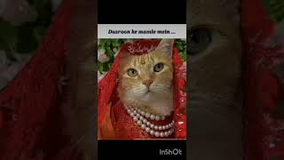 mota bhabhi 😂 #cat #meme #catmemes #kokila #bhabhi #funny