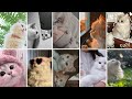 Cute Cat DPZ HD Cat Wallpapers Aesthetic Cat Images For WhatsApp Instagram 2025 Cute Cat DPZ HD Cat Wallpapers Aesthetic Cat Images For WhatsApp Instagram 2025