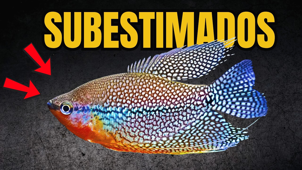 Os Peixes Mais SUBESTIMADOS dos Aquários Comunitários! 😱
