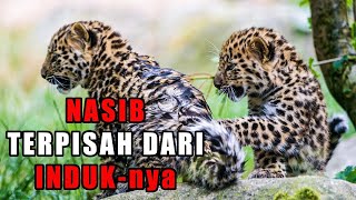 2 Anak MACAN TUTUL Yang Ditemukan Di Pinggir Hutan