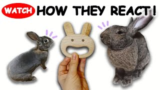 Rabbits React to Toy (Mini Rex and Flemish Giant)おもちゃに対するうさぎの反応比較（ミニレッキスとフレミッシュジャイアント） by Jabba The Rabbit 19,344 views 4 years ago 3 minutes, 58 seconds