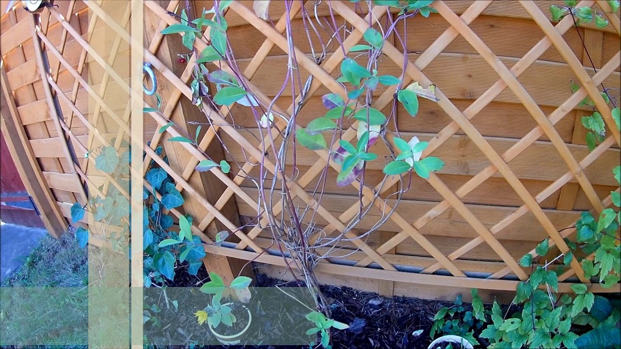 A hedgehog-friendly garden