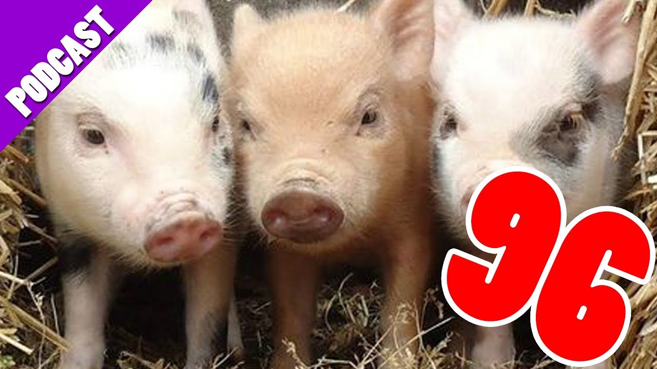 Pigs Three Different Ones JARCAST Episode 96 YouTube Pigs three different ones jarcast episode 96 youtube